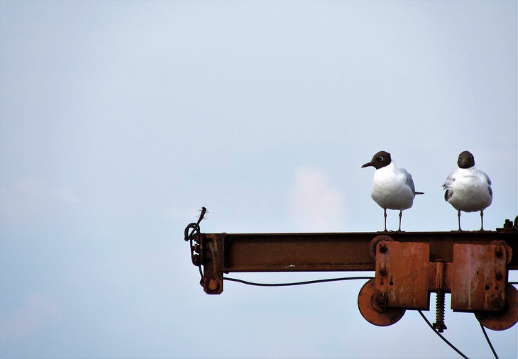 Image-normal