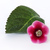 Image-square_50