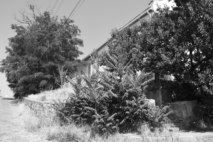 Image-normal