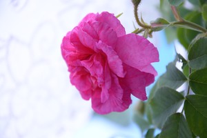 Image-preview_300x200