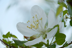 Image-preview_300x200