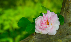 Image-preview_300x200