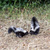 Image-square_50
