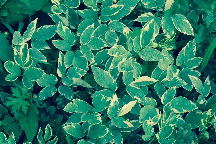 Image-normal