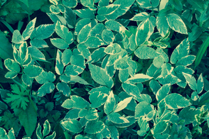 Image-preview_300x200