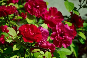 Image-preview_300x200