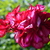 Image-square_50
