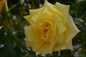 Image-preview_300x200