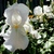 Image-square_50
