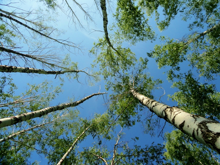Image-normal