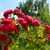 Image-square_50