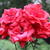 Image-square_50