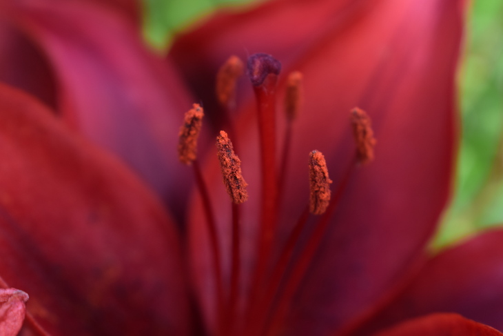 Image-normal