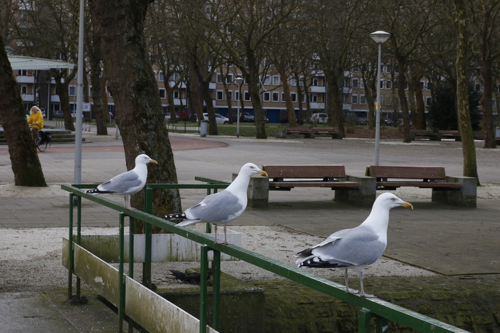 Image-normal