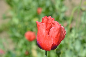 Image-preview_300x200