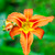 Image-square_50