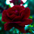 Image-square_50