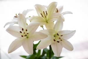 Image-preview_300x200