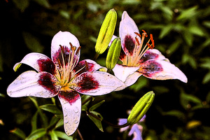 Image-preview_300x200