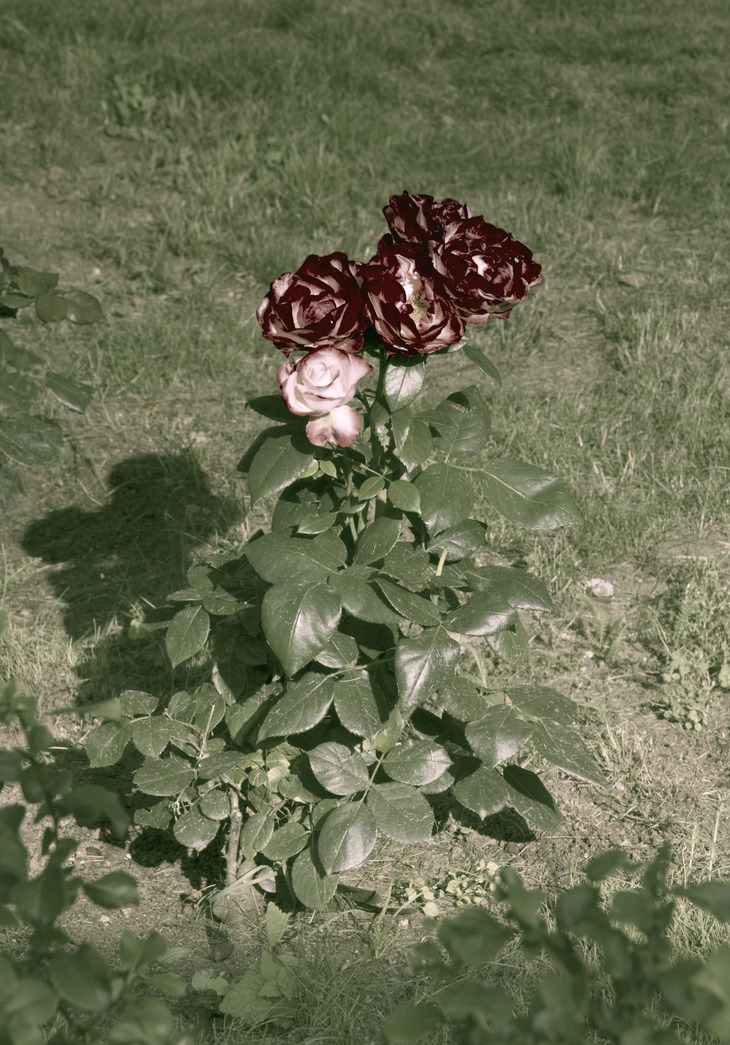 Image-normal