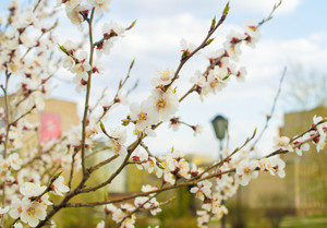 Image-preview_300x200