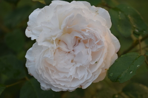 Image-preview_300x200