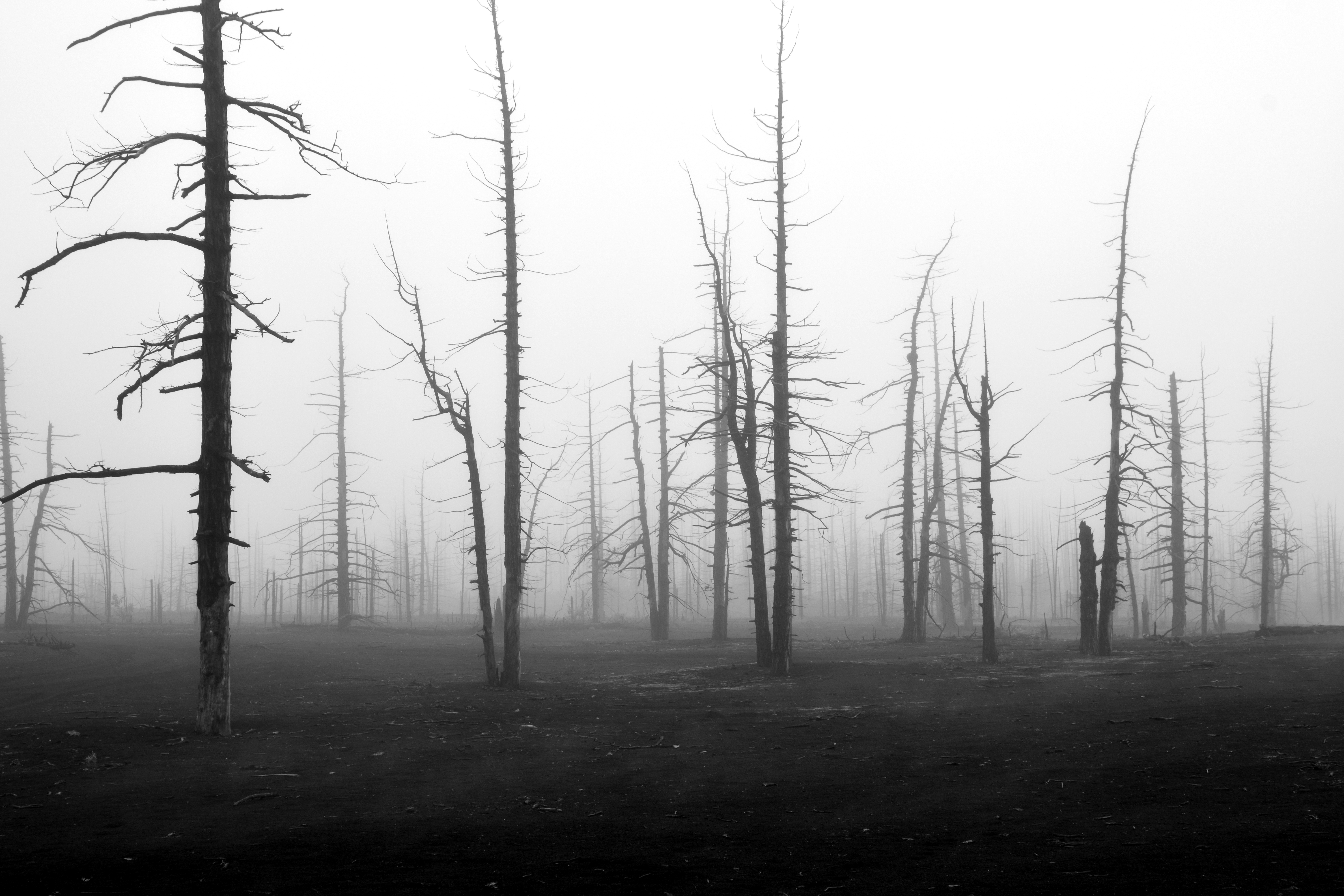 Мертвый лес