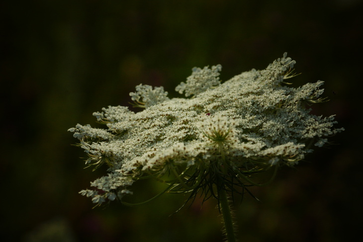 Image-normal