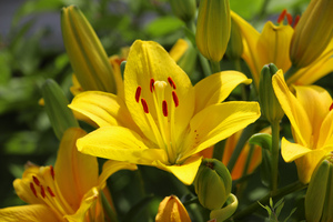 Image-preview_300x200