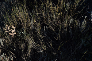 Image-preview_300x200