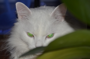 Image-preview_300x200