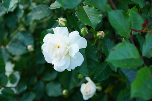 Image-preview_300x200