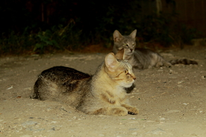 Image-preview_300x200