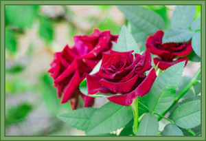 Image-preview_300x200