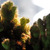 Image-square_50