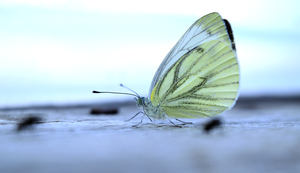 Image-preview_300x200