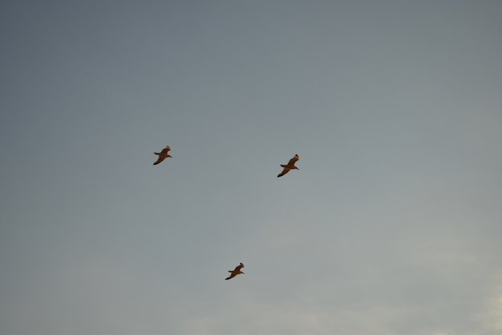 Image-normal