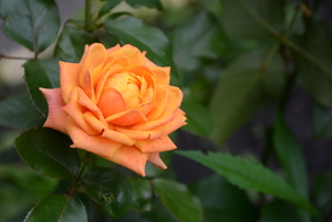 Image-preview_300x200