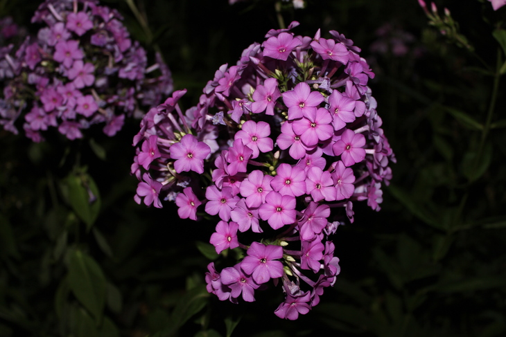 Image-normal