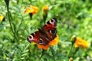 Image-preview_300x200