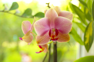 Image-preview_300x200