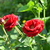 Image-square_50