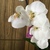 Image-square_50