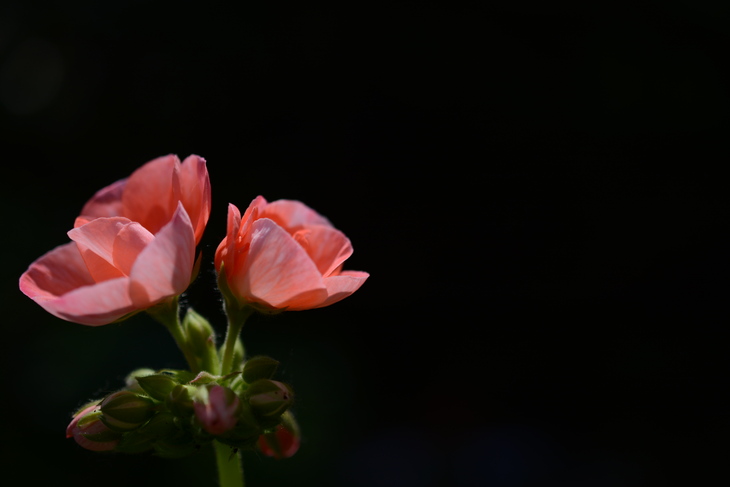 Image-normal