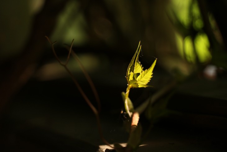 Image-normal