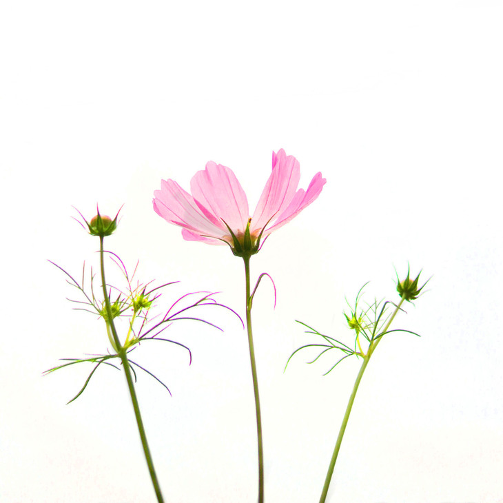 Image-normal