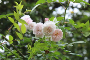 Image-preview_300x200
