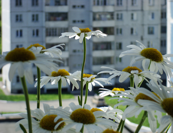 Image-normal