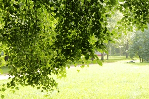 Image-preview_300x200