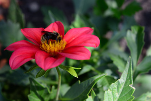 Image-preview_300x200